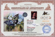 Butterfly in flowers