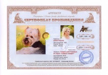 Старенький Гаврюша. Из серии `Собаки говорят`