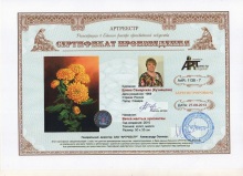 Ветка желтых хризантем