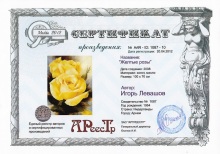 Желтые розы