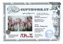 Розовые тюльпаны 1