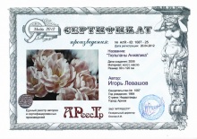 Тюльпаны Анжелика