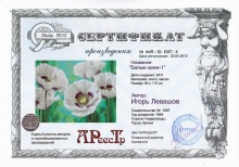 Белые маки 1